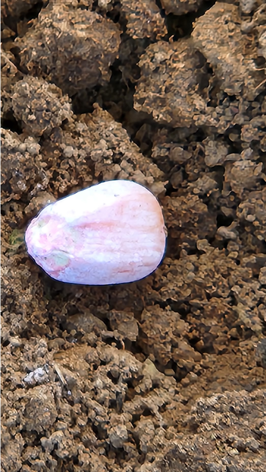 Semilla de maiz en surco de siembra con el producto SDL Colombia Meta Casanare Valle del Cauca Tolima Huila Cesar Cordoba Antioquia Maiz Soya Arroz