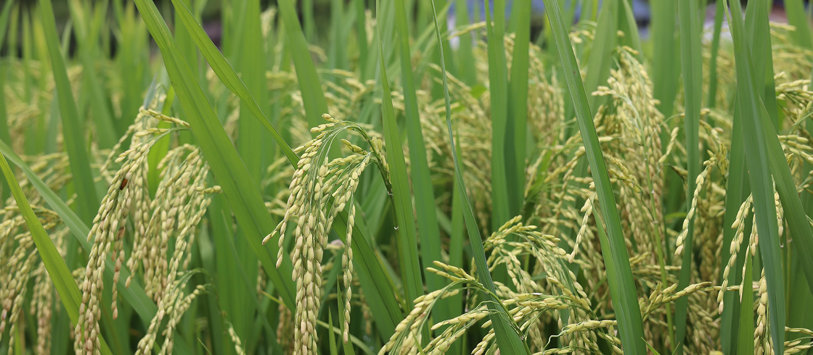 Cultivo de arroz talco secante, lubricante y agente antiestático para semillas _ _