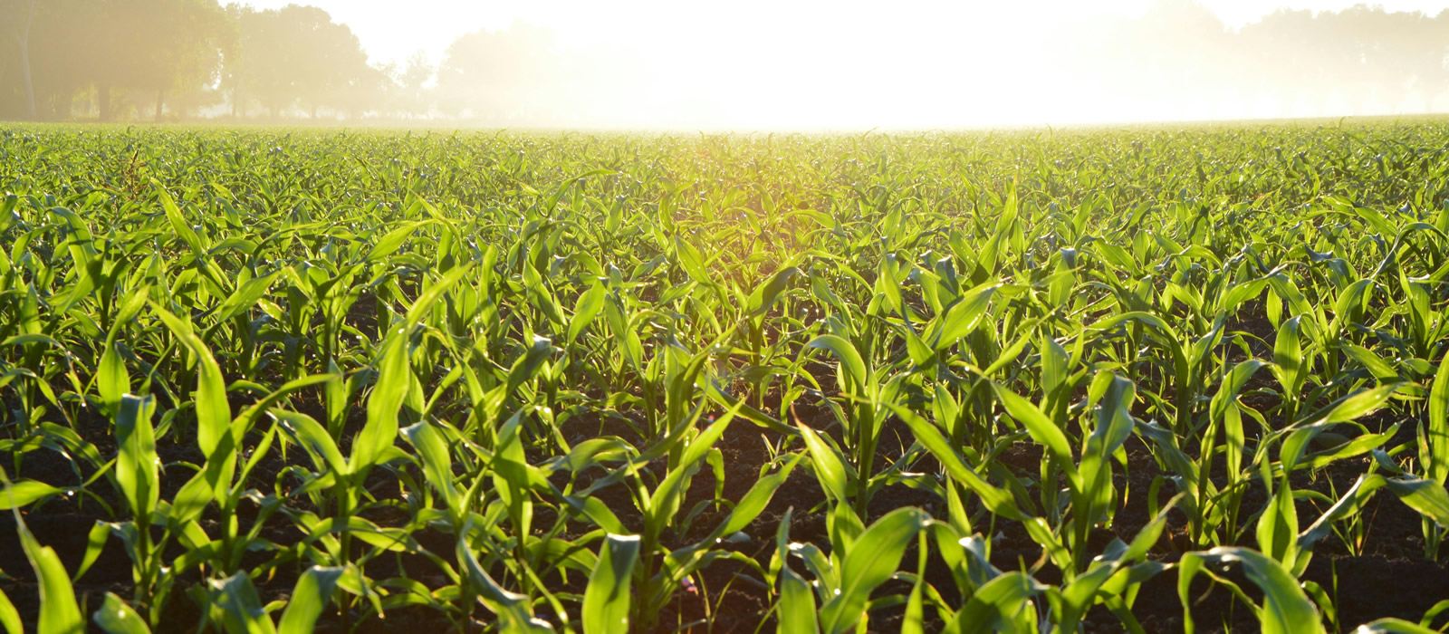 Cultivo de arroz y maiz talco secante, lubricante y agente antiestático para semillas Colombia Meta Casanare Valle del Cauca Tolima Huila Cesar Cordoba Antioquia Maiz Soya Arroz